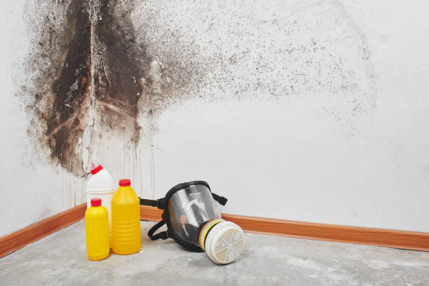 Best White Mold Remediation in Atwater, MN