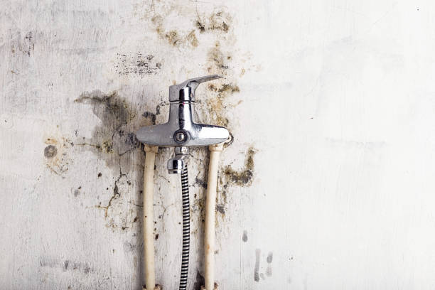 Best Black Mold Remediation in Atwater, MN