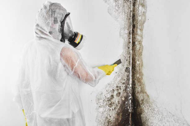Best Attic Mold Remediation in Atwater, MN