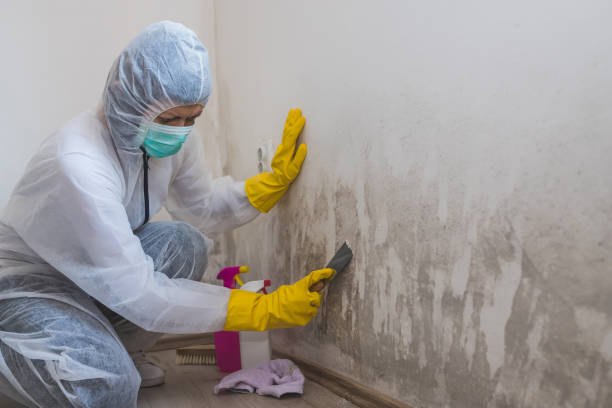 Best Industrial Mold Remediation in Atwater, MN
