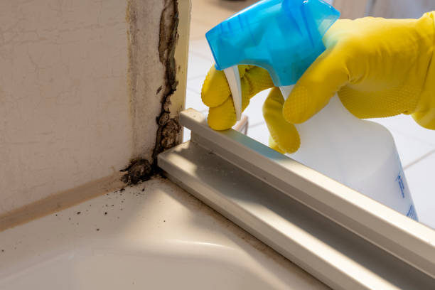Best Crawl Space Mold Remediation in Atwater, MN