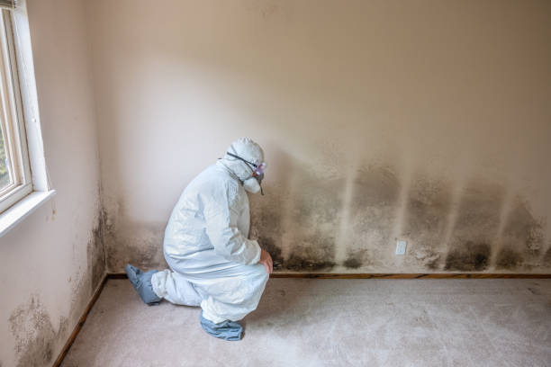 Best Basement Mold Remediation in Atwater, MN