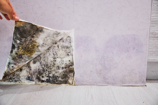 Best Residential Mold Remediation in Atwater, MN